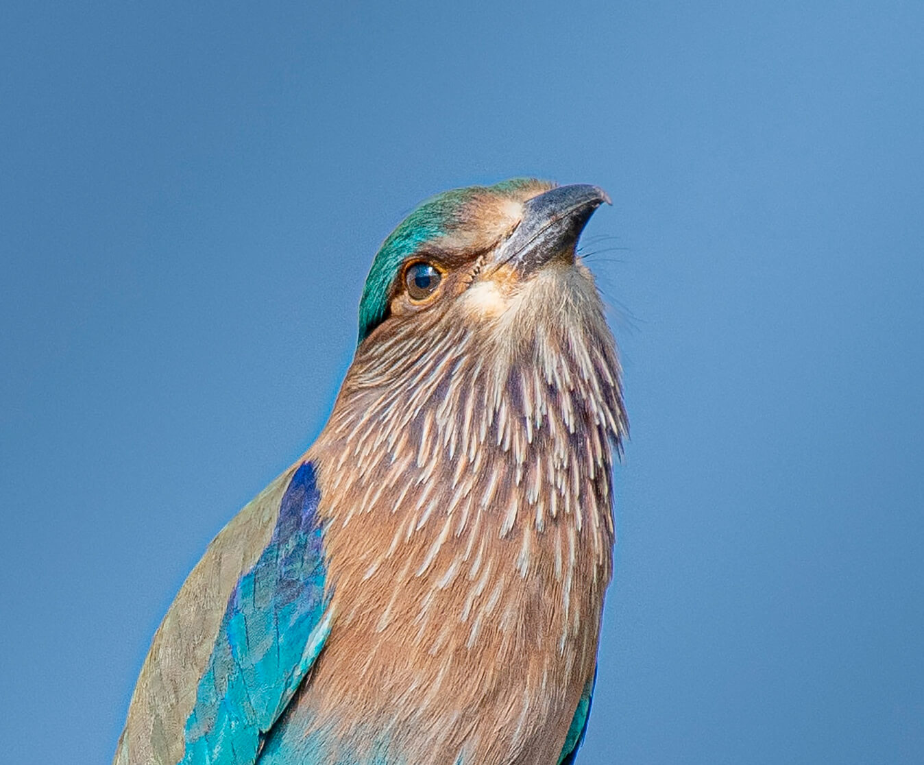 棕胸佛法僧写真